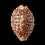 jenneria pustulata 5-2019 9489